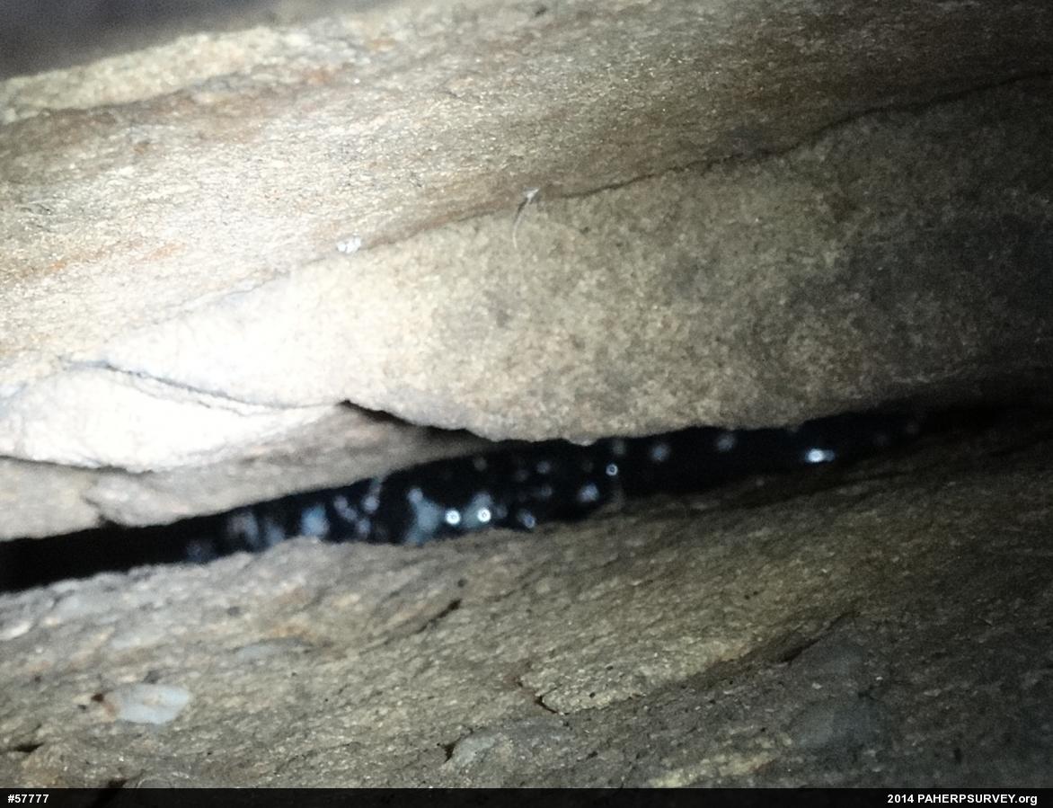 Northern Slimy Salamander