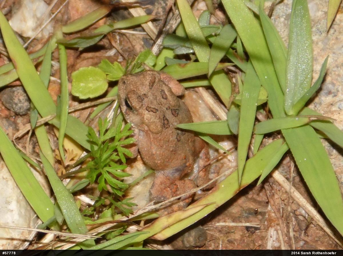 Eastern American Toad