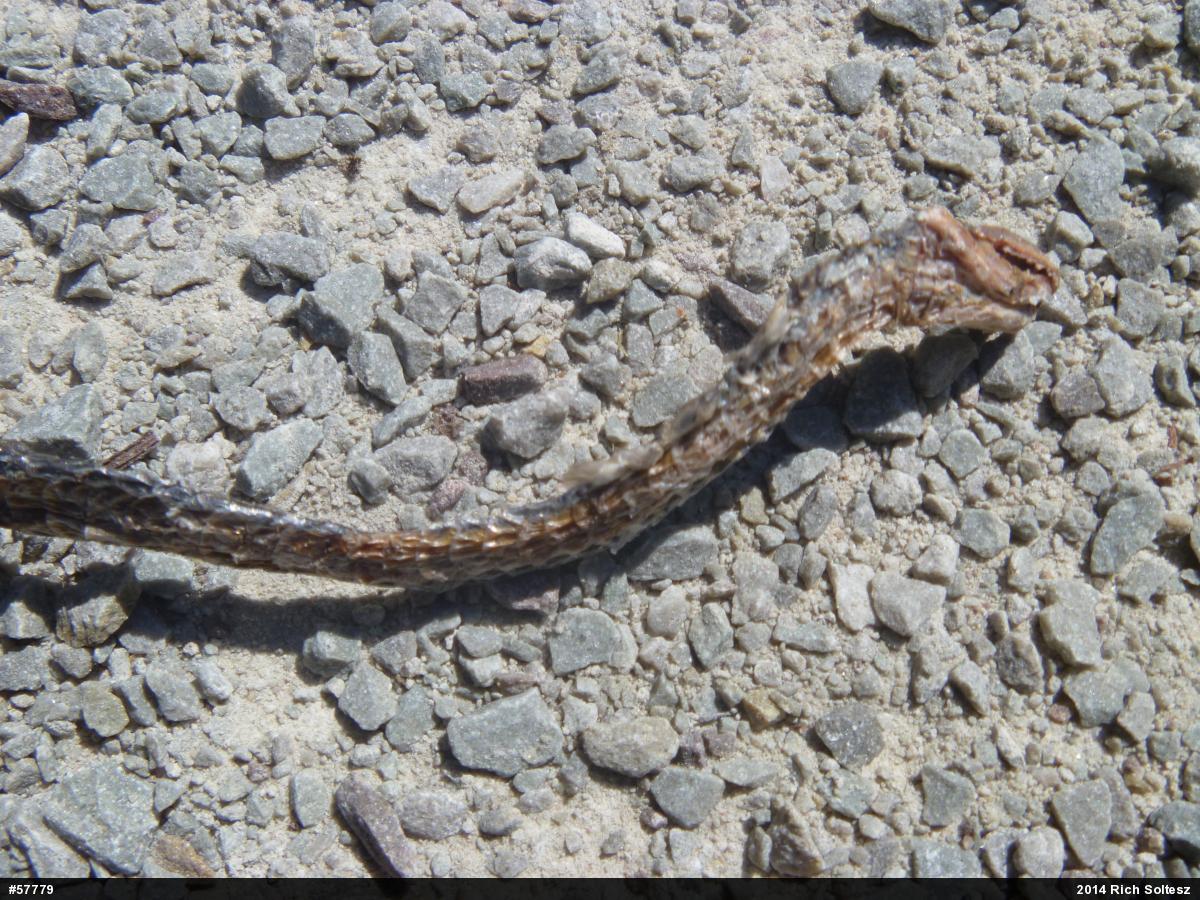Northern Ring-necked Snake
