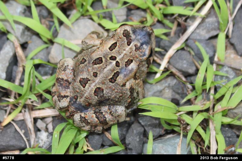 Fowler's Toad