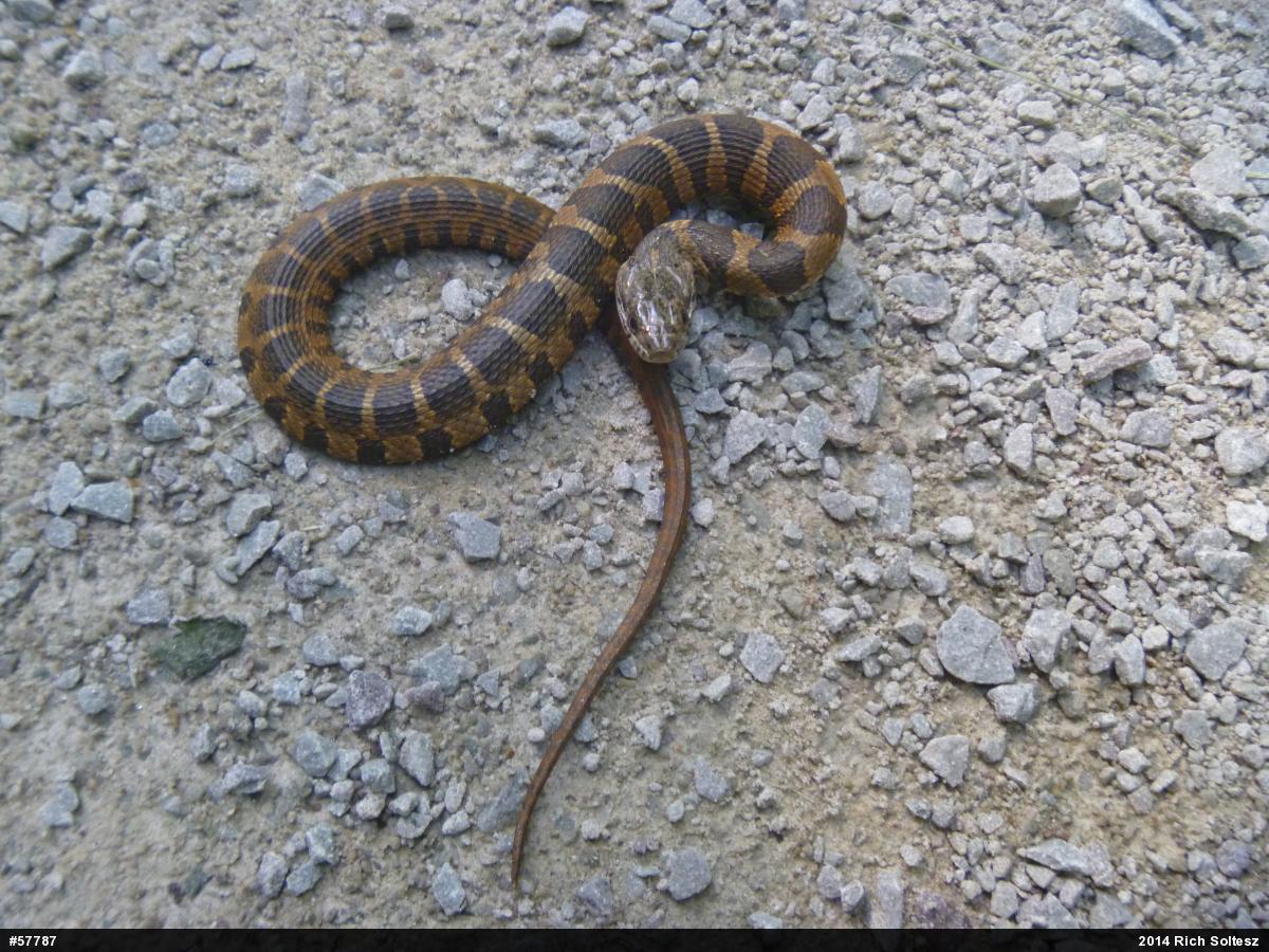 Northern Watersnake