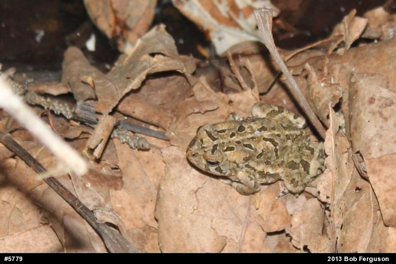 Fowler's Toad