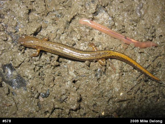 Northern Two-lined Salamander