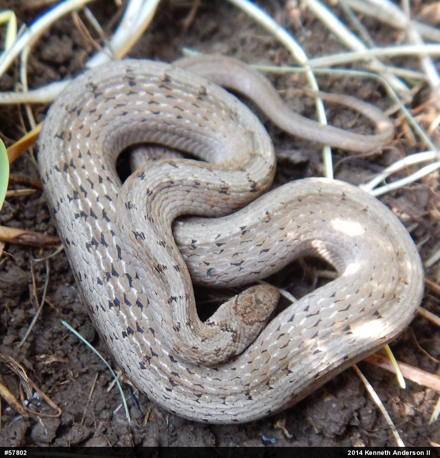 Dekay's Brownsnake