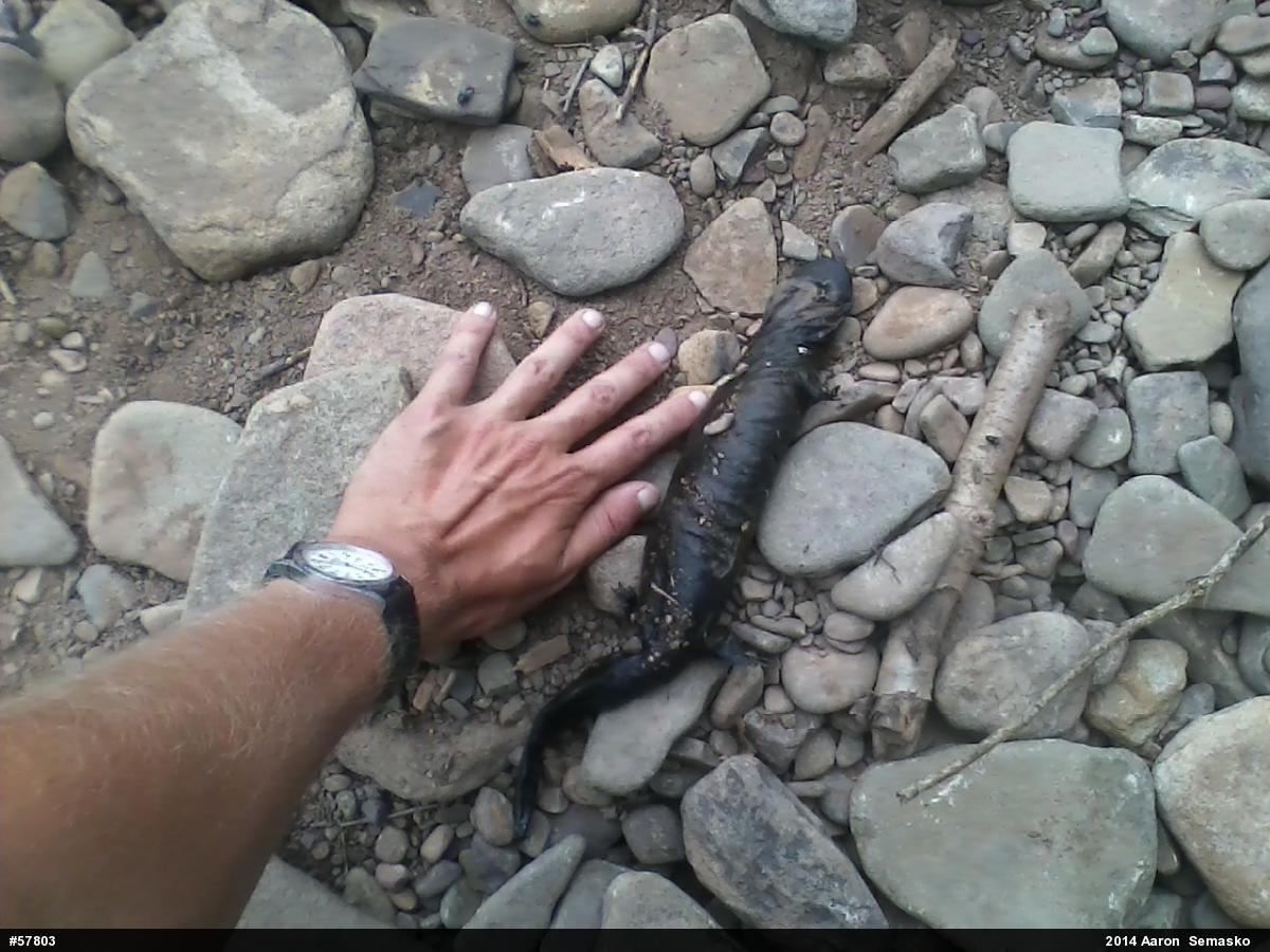 Eastern Hellbender