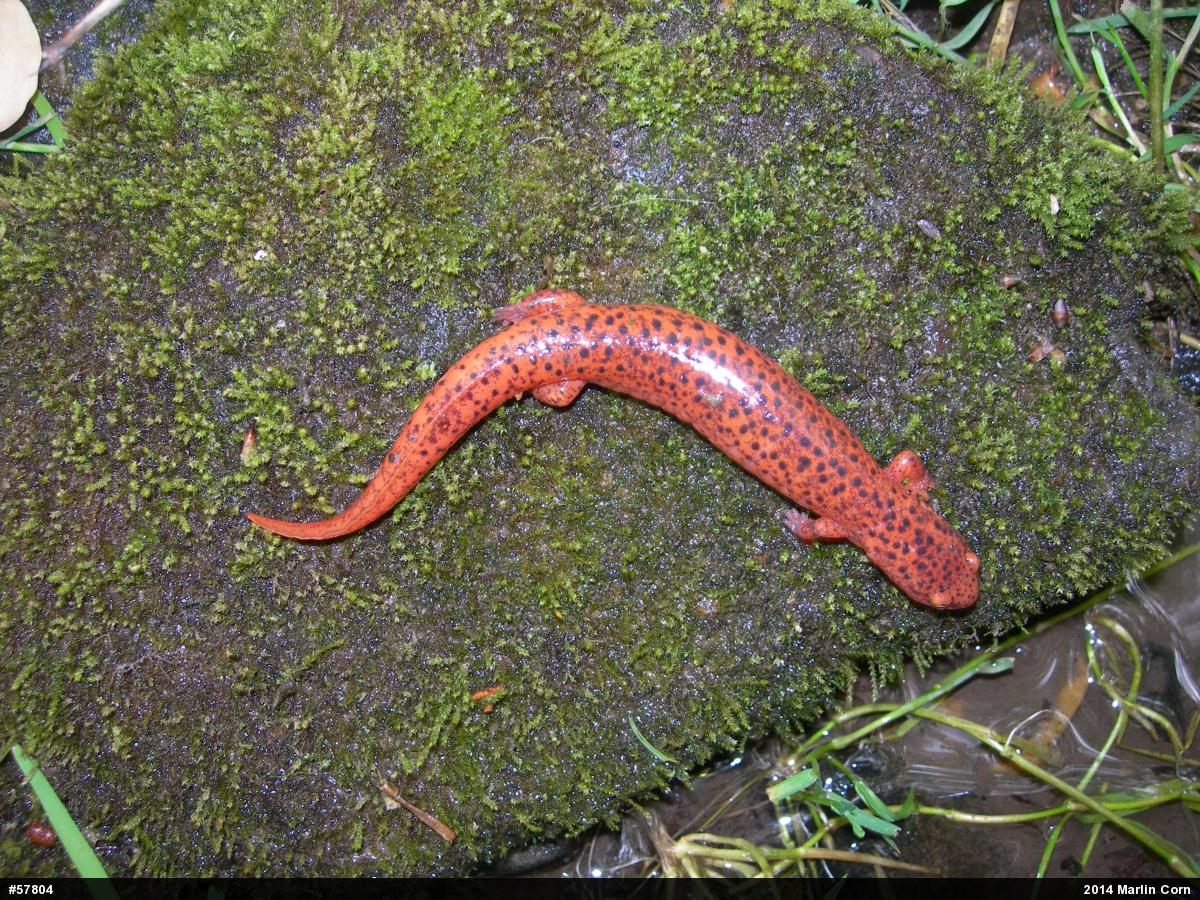 Northern Red Salamander