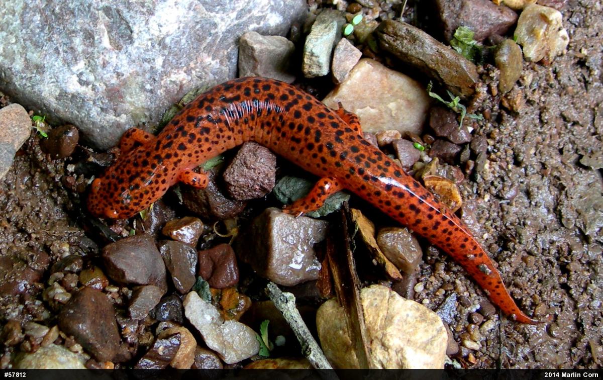 Northern Red Salamander