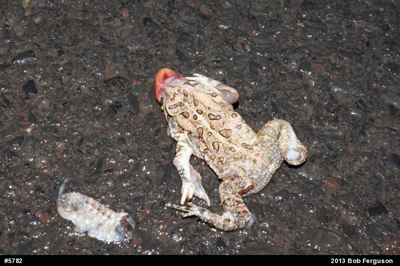 True Toads