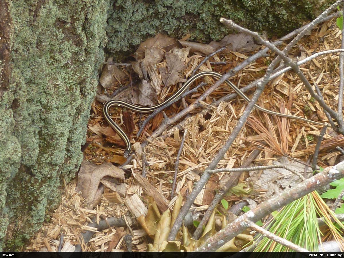 Eastern Ribbonsnake
