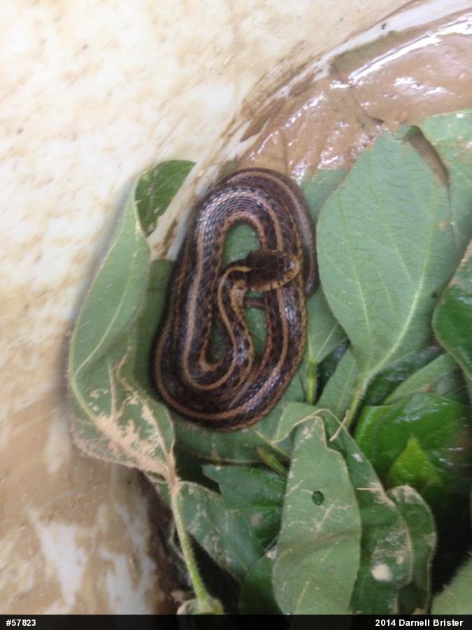 Eastern Gartersnake
