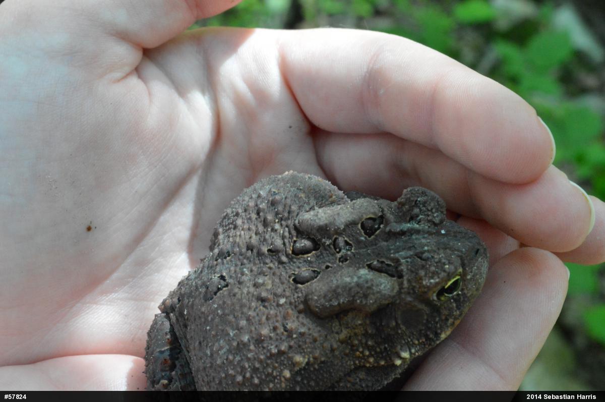 Eastern American Toad