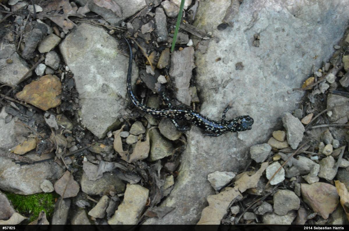 Northern Slimy Salamander