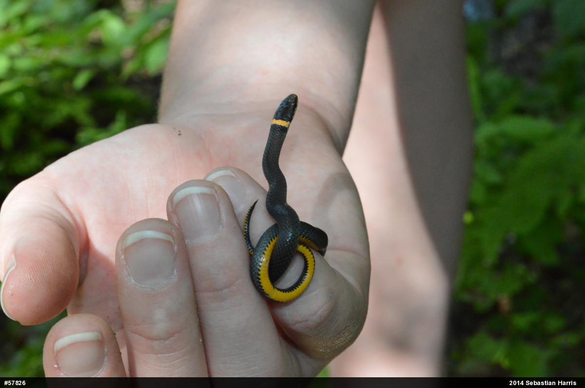Northern Ring-necked Snake