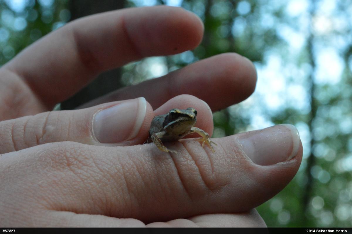 Wood Frog
