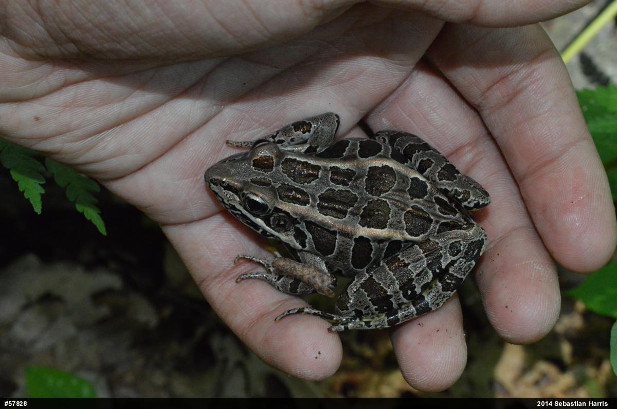 Pickerel Frog