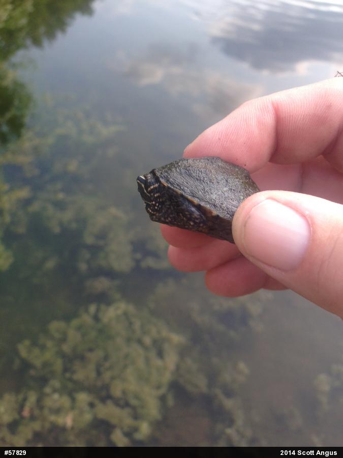 Eastern Musk Turtle