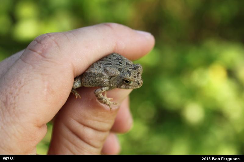 Fowler's Toad