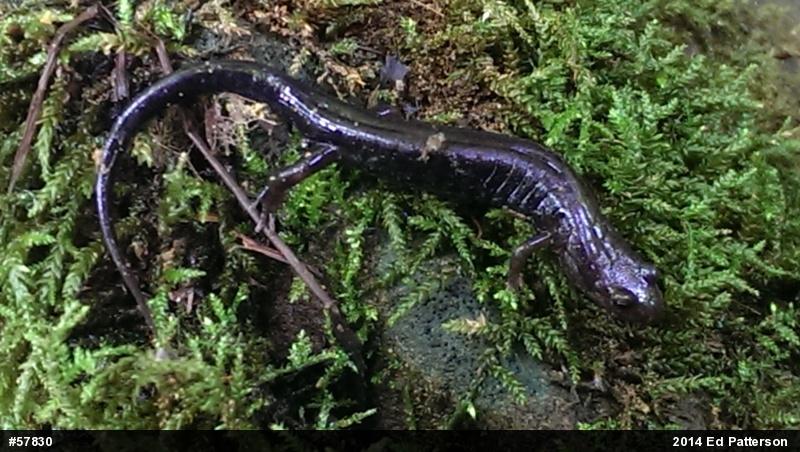 Allegheny Mountain Dusky Salamander