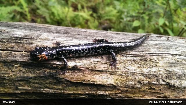 Northern Slimy Salamander