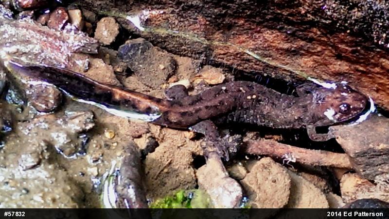 Seal Salamander