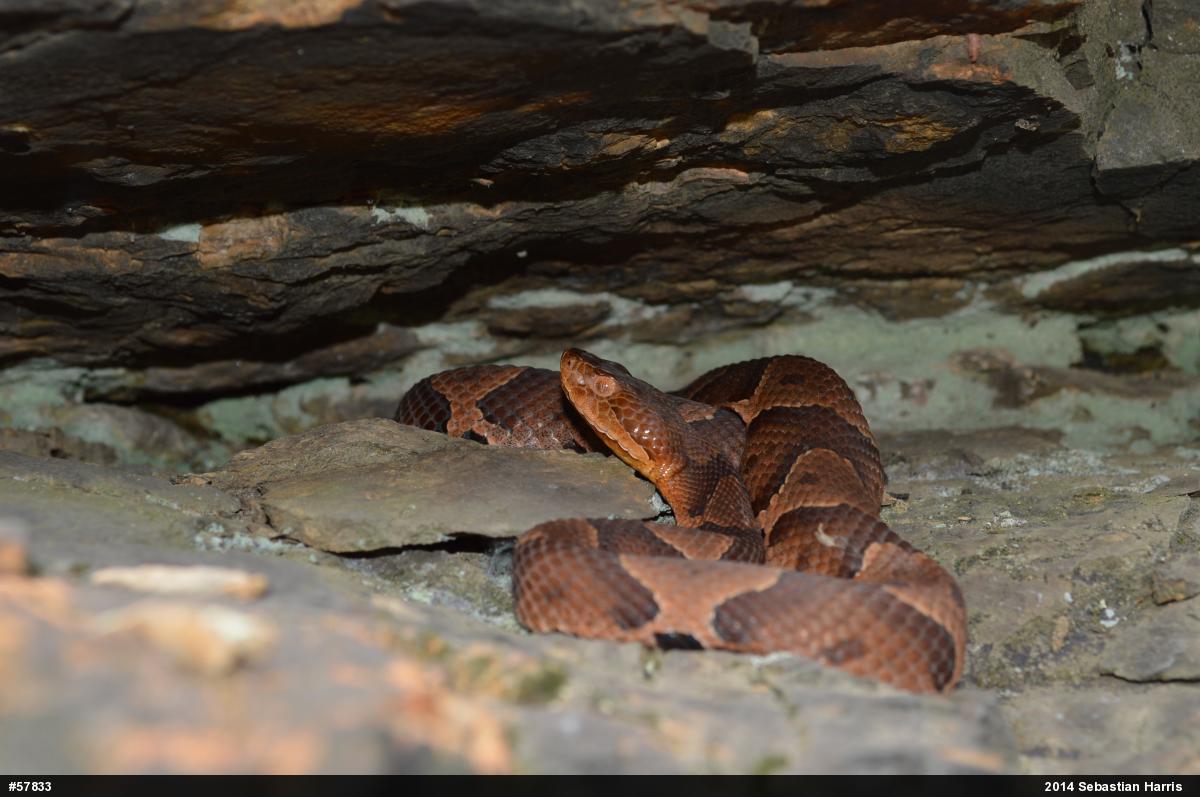 Northern Copperhead