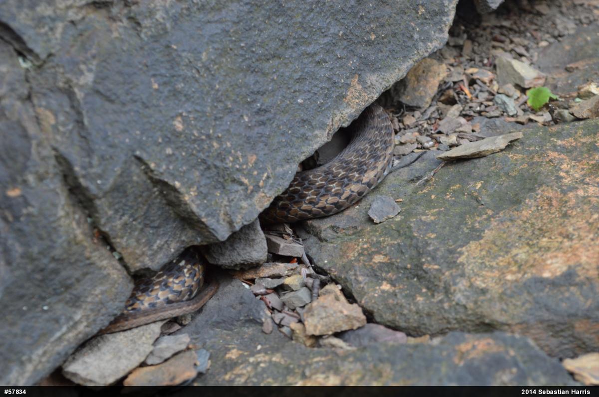 Eastern Gartersnake