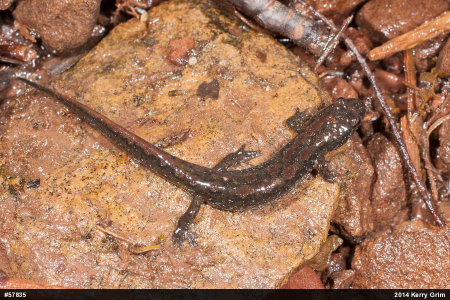 Northern Dusky Salamander