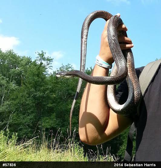 Eastern Ratsnake