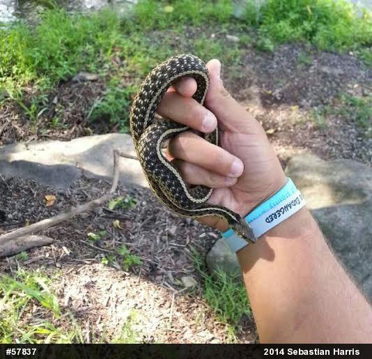 Eastern Gartersnake