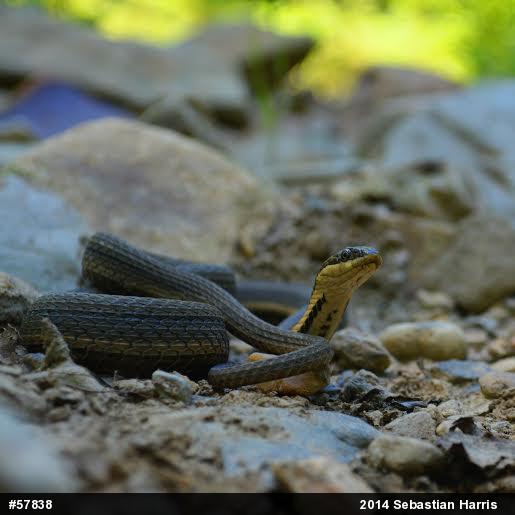 Queensnake