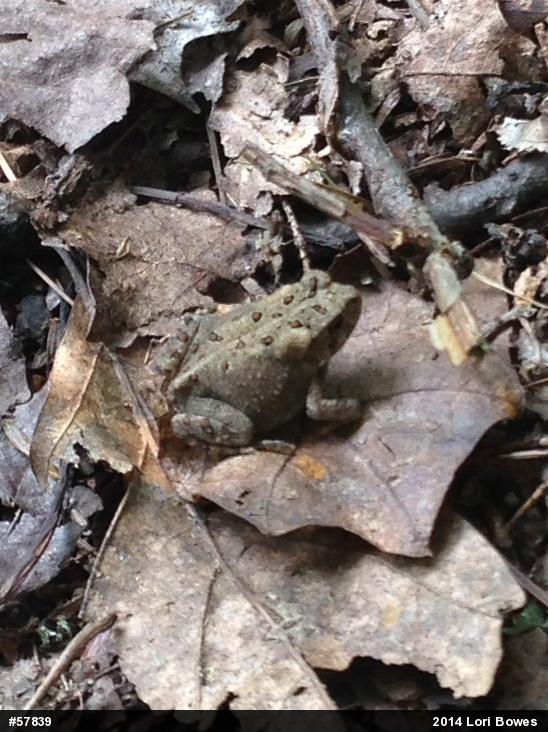 Eastern American Toad