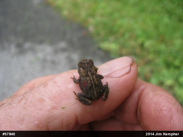 Eastern American Toad