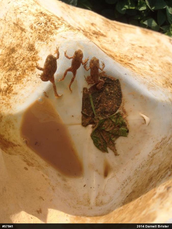 Eastern American Toad