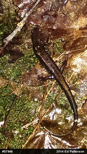 Allegheny Mountain Dusky Salamander