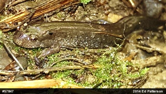 Northern Dusky Salamander