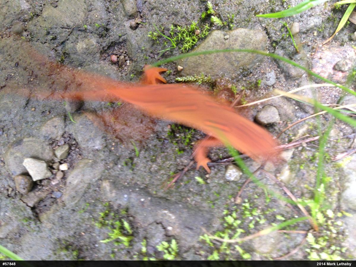 Red-spotted Newt