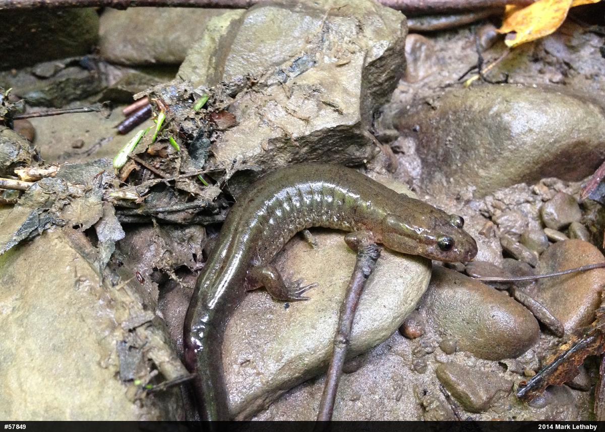 Northern Dusky Salamander