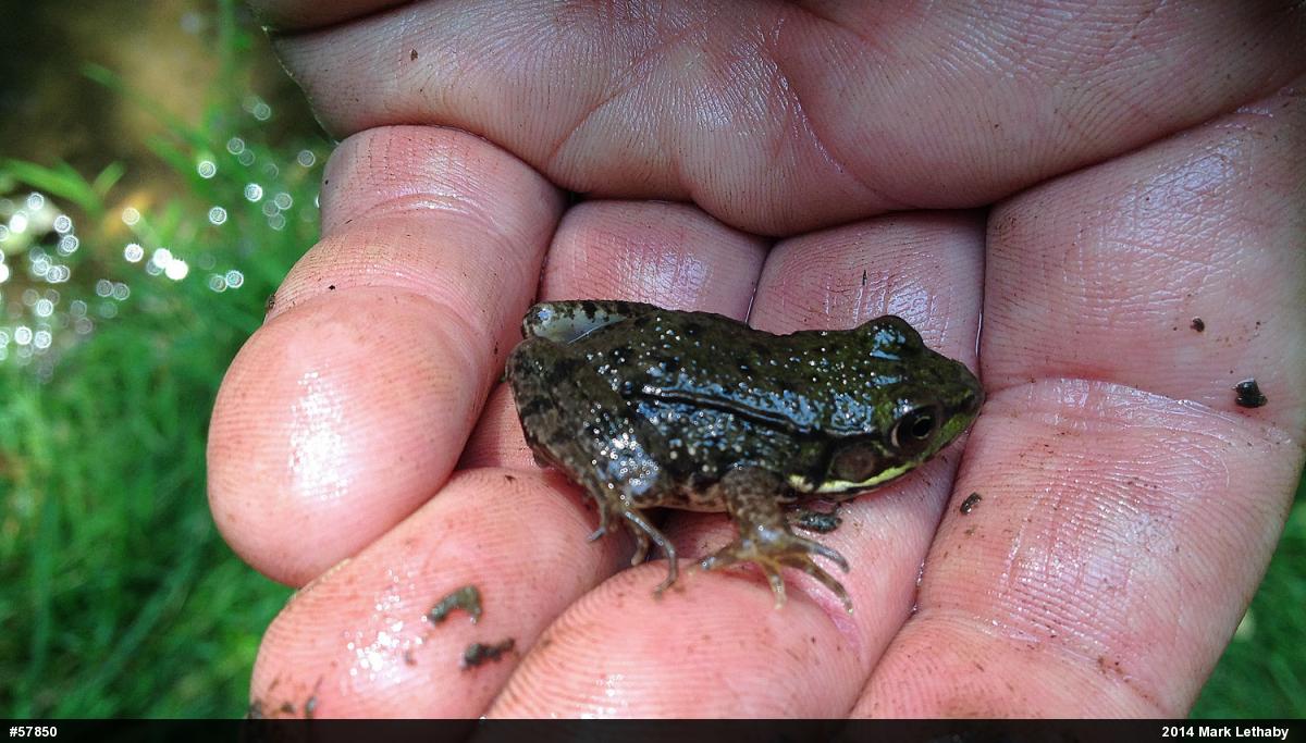 Green Frog
