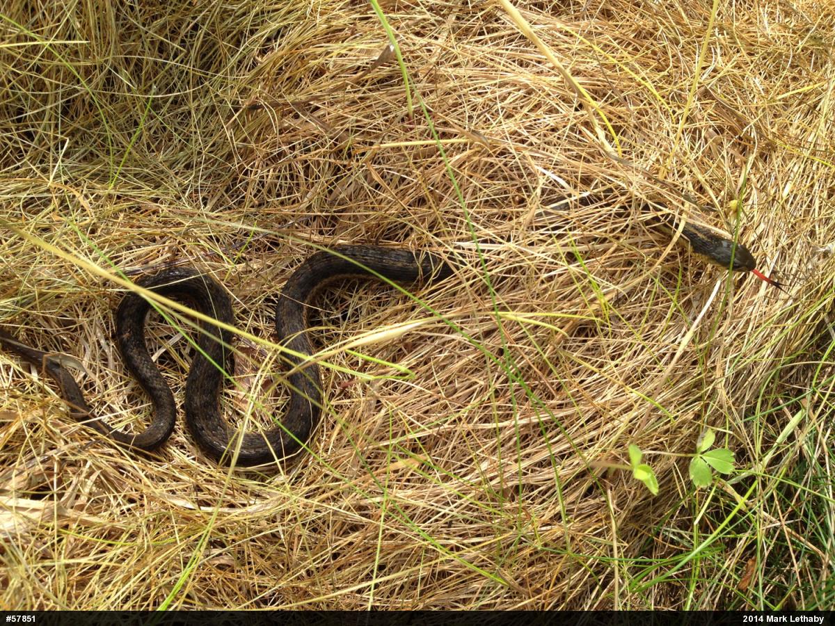 Eastern Gartersnake