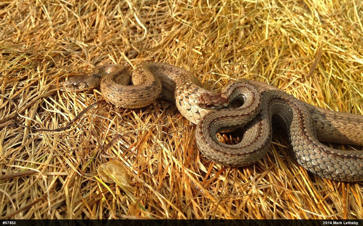Red-bellied Snake