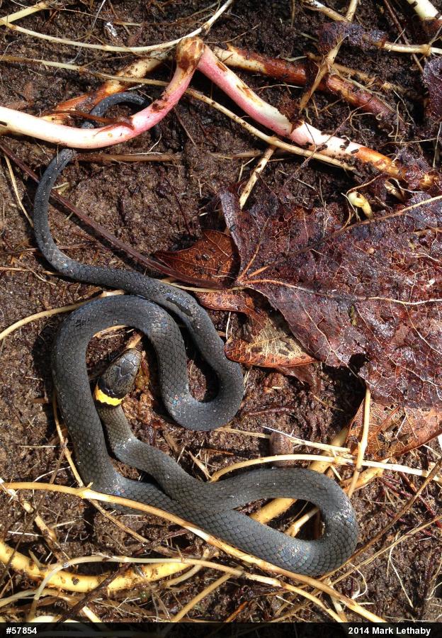 Northern Ring-necked Snake