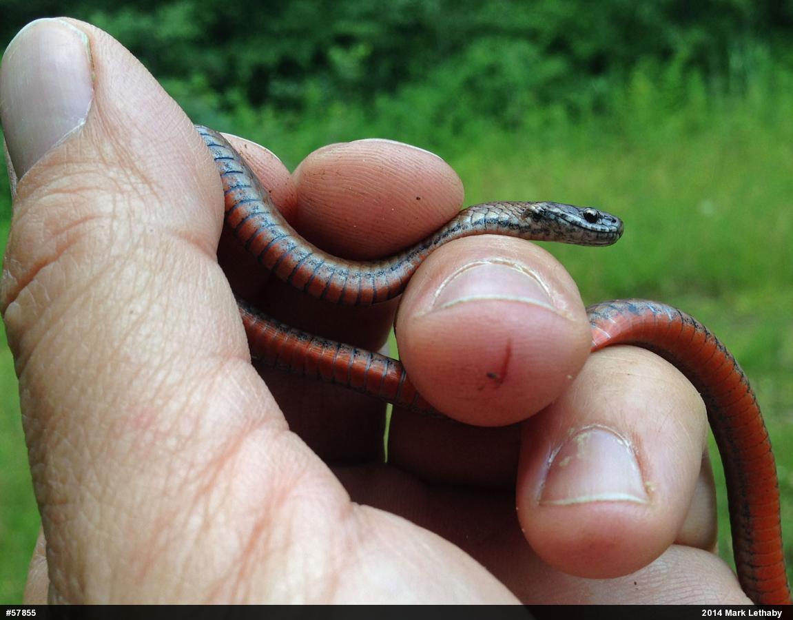 Red-bellied Snake