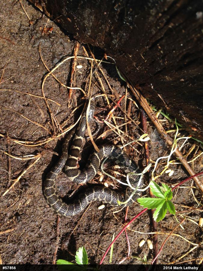 Northern Watersnake