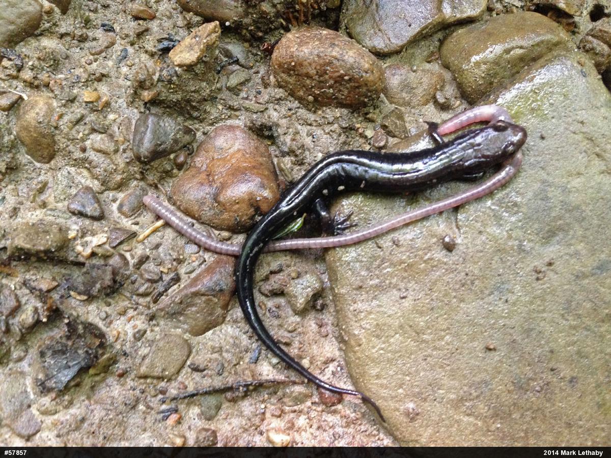 Allegheny Mountain Dusky Salamander