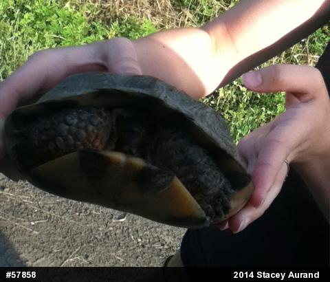 Wood Turtle