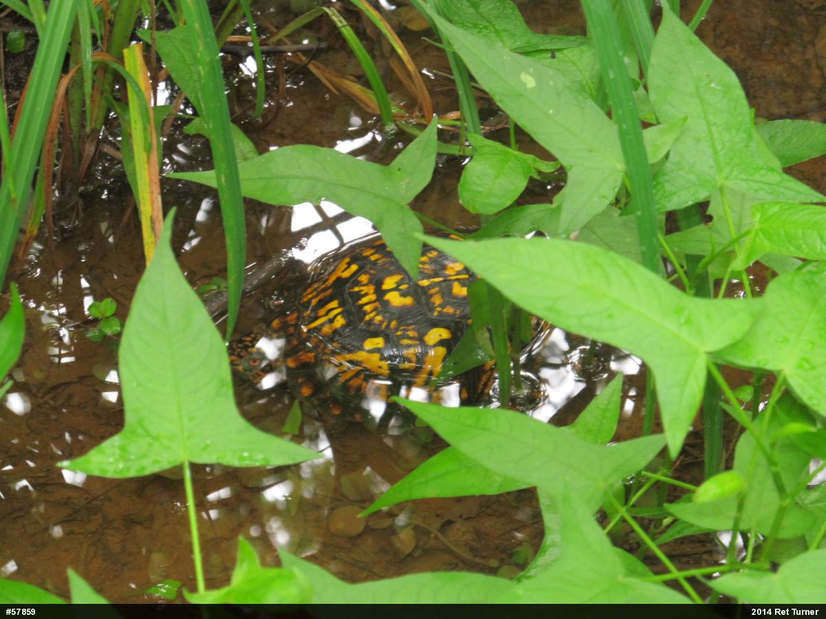Eastern Box Turtle