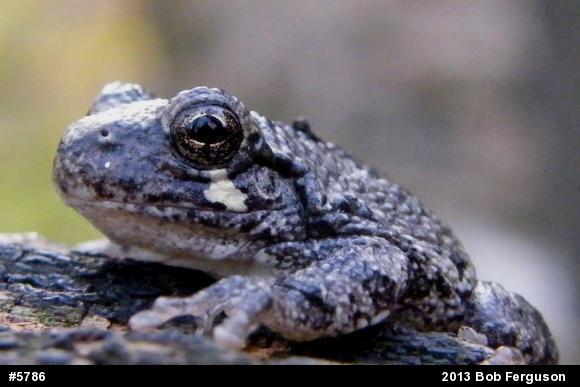 Gray Treefrog