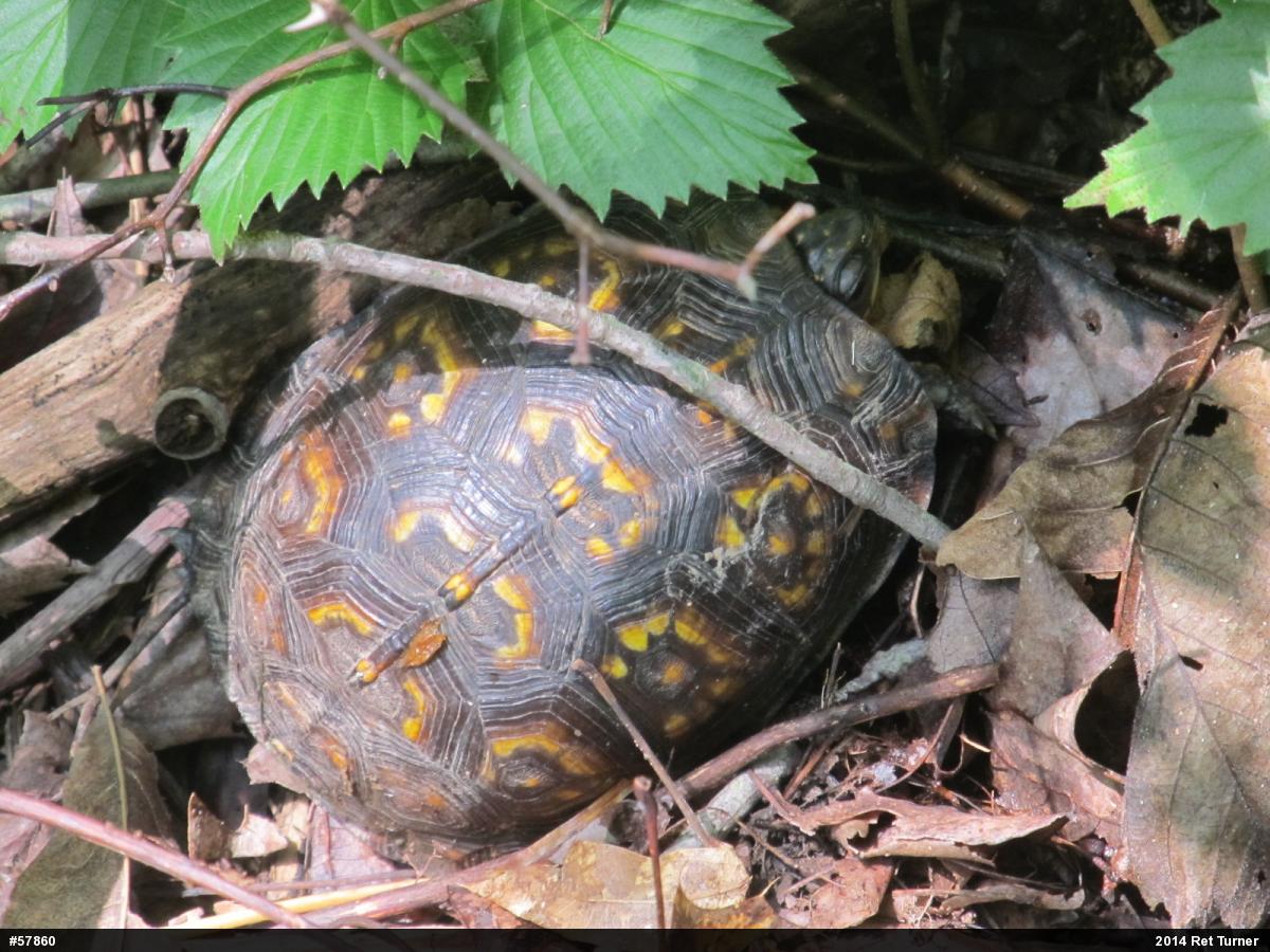 Eastern Box Turtle