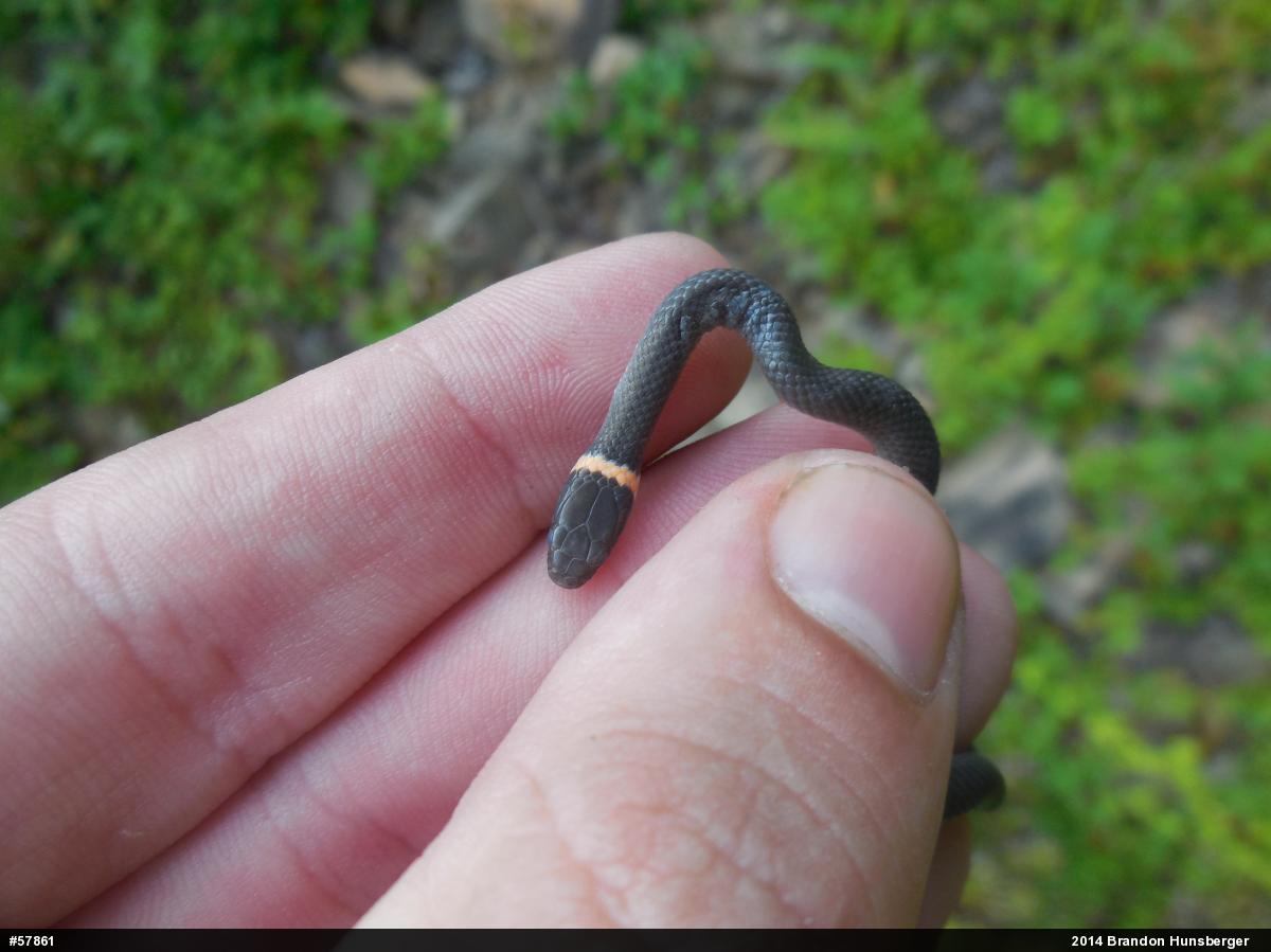 Northern Ring-necked Snake