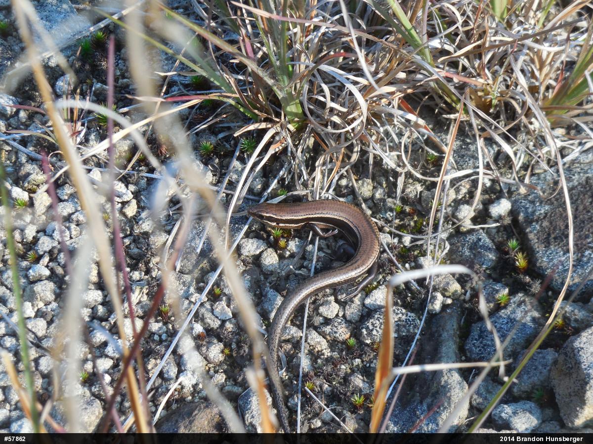 Northern Coal Skink